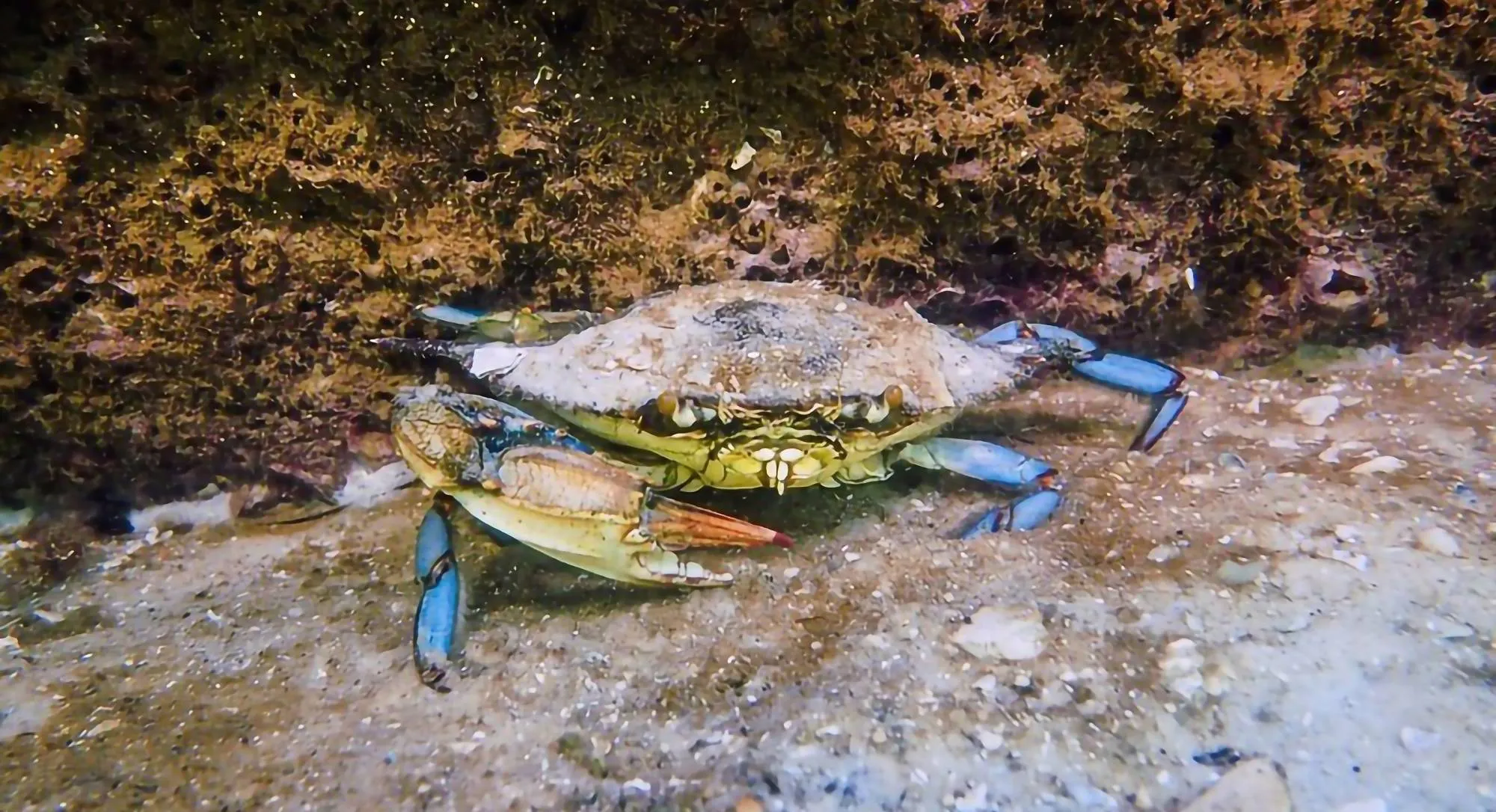 Blue crab (Callinectes Sapidus). Image credit: Phil's 1st Pix via Flickr, CC-BY-NC-SA 2.0